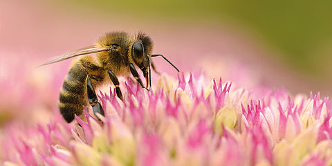 Eine Honigbiene sammelt Pollen und Nektar einer Blüte.
