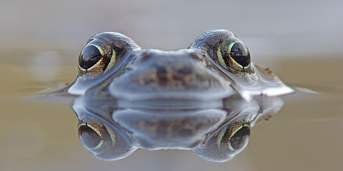 Ein Moorfrosch schaut aus dem Wasser.