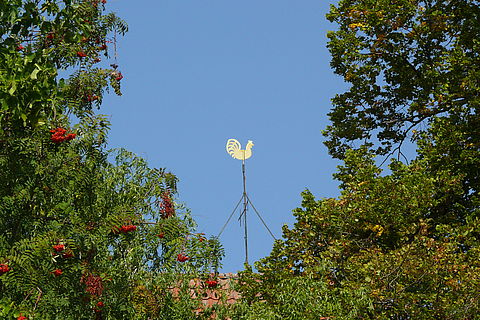 Der Goldene Wetterhahn der Kirche vor blauem Himmel ist eingerahmt von Früchten der Eberesche und Eichenlaub im Spätsommer.