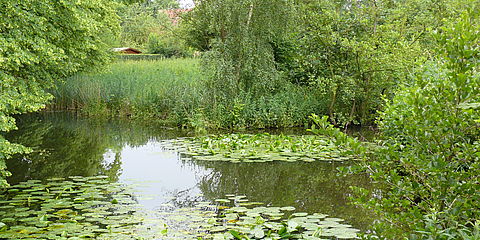 Teichartige Aufweitung der Peperlake. Auf dem Wasser schwimmen Seerosen. Am hinteren Ufer ist ein breiter Streifen Rohrglanzgras zu sehen. Einige Erlen und eine Birke säumen die Ufer.