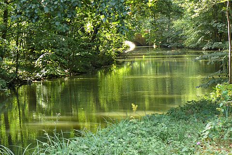 Die Sonne scheint durch die Bäume am Ufer der Stever auf den Fluss, der grün und ruhig dahinfließt.
