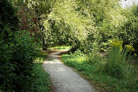Ein uriger Weg im Spätsommer: Links hinten lässt eine Weide ihre Zweige über den Weg hängen. Rechts, am Uferbereich der Peperlake wächst eine Kanadische Goldrute.