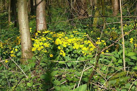 Gelbe Sumpfdotterblumen im Auenwald.