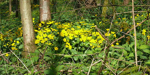 Gelb blühende Sumpfdotterblumen im Auewald.