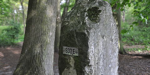 Grenzstein im Wald