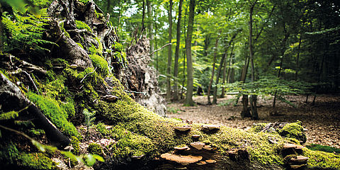 Ein Totholzstamm liegt am Boden. Er ist mit Pilzen und Moos besiedelt.