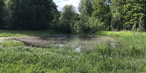 Kleingewässer im Emsauenpark