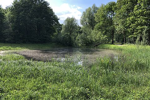 Teich auf der Wiese