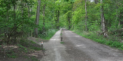 Breiter Weg im grünen Wald - der Hessenweg
