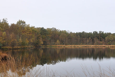 Im Witte Venn / Witte Veen funktioniert der Naturschutz grenzübergreifend