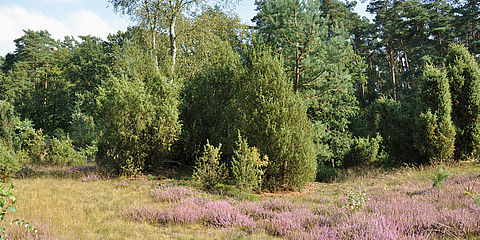Heidefläche