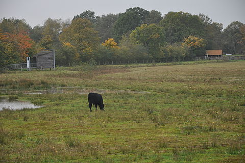 Grasendes Rind in der feuchten Wiese