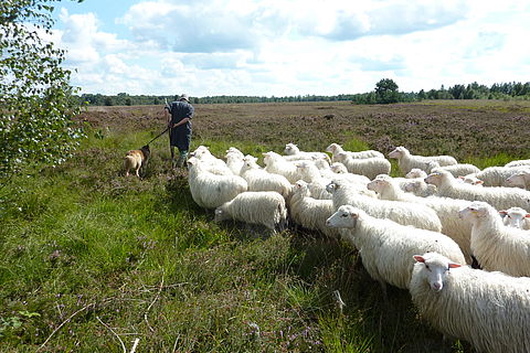 Der Schäfer führt seine Schafe auf die Heideflächen