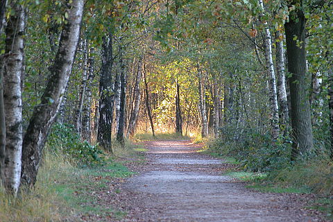 Sandweg durch den Birkenwald