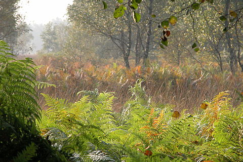 Adlerfarn im morgentlichen Licht