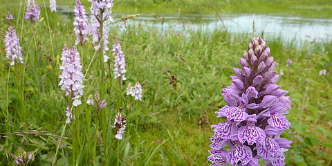 Mehrere Orchideen wachsen auf den Feuchtwiesen