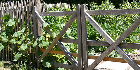 Am Zaun rankt der Kürbis. Dahinter dürfen die Kräuter auch mal zur Blüte kommen um Insekten anzulocken.  Blumen, Erdbeeren und Beerensträucher wachsen randlich und umrahmen die Beete.