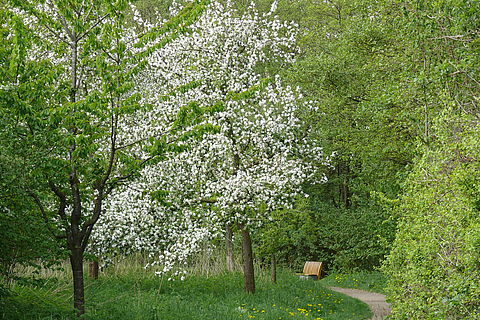 Blühende Obstbäume auf einer Wiese am Rande der Berkel