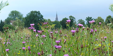 Wiese mit violetten Wiesenflockenblumen und gelbem Hornklee. Im Hintergrund verschwommen Burg Lüdinghausen
