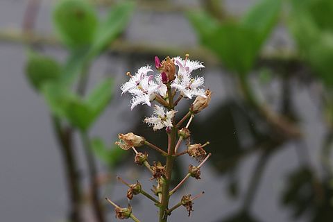 Das Bild zeigt die Blüte des Fieberklees mit den typischen ausgefransten Blütenblättern