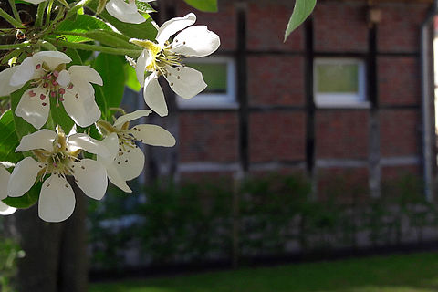 Im Blick: Fachwerk des Naturschutzzentrums, rechts im Hintergrund die Außenterrasses des Cafés und links im Fordergrund weiße Blüten eines Birnbaums