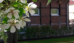 Im Blick: Fachwerk des Naturschutzzentrums, rechts im Hintergrund die Außenterrasses des Cafés und links im Fordergrund weiße Blüten eines Birnbaums