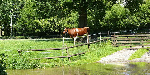 Hinter dem flachen Wasser der Furt verläuft ein Weg auf das Hofgelände. Links weidet eine braune Kuh.