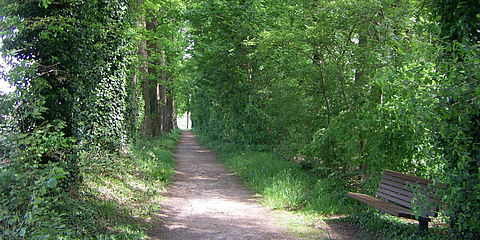 Sandweg durch die Eichenallee