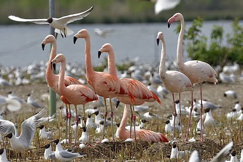 Flamingos am Ufer des Lachmöwensees, umgeben von Hunderten von Lachmöwen