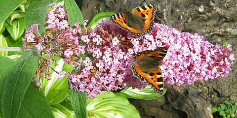Zwei Schmetterlinge sitzen auf einer Blüte