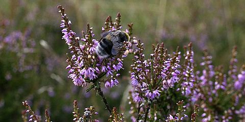 Bas Bild zeigt eine blühende Heide mit einer Hummel. 