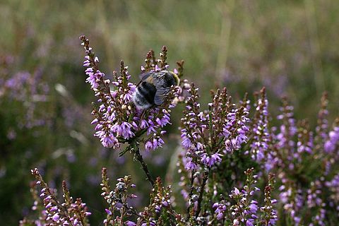 Das Bild zeigt eine blühende Heide mit einer Hummel.