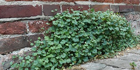 Kleine Blättchen und violette Blüten an den langen, kriechenden Stängeln des Mauerzimbelkrauts vor einer roten Backsteinmauer.