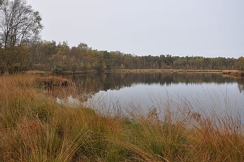 Im Witte Venn / Witte Veen funktioniert der Naturschutz grenzübergreifend