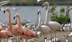 Flamingos am Ufer des Lachmöwensees, umgeben von Hunderten von Lachmöwen