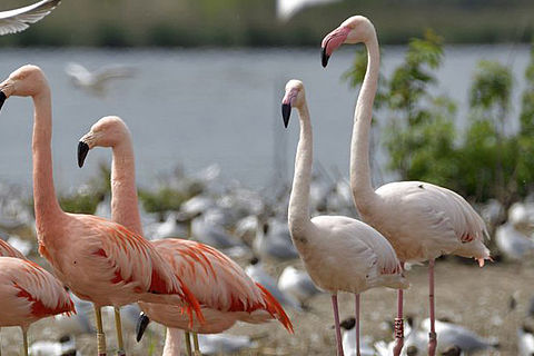 Flamingos am Ufer des Lachmöwensees, umgeben von Hunderten von Lachmöwen