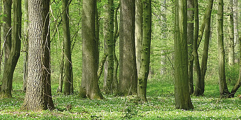 Blick in einen Wald