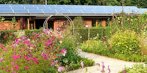 Im Vordergrund lehnen sich blühende Kosmeen über den hellen Gartenweg. Im Hintergrund liegen die Gebäude des Biologischen Zentrums.