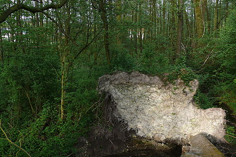 Ausgerissener Wurzelteller am Rinnsal der Berkel. Der verwitterte Mergelstein wird sichtbar.